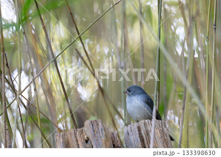 公園の鳥たち 133398630