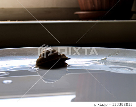 Snail akhatina  and a white plate. Zen breakfast.  133398813