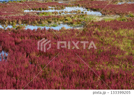 赤く紅葉した秋のサンゴ草 赤く紅葉した秋のサンゴ草 133399205