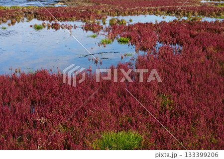 赤く紅葉した秋のサンゴ草 133399206