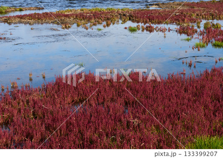 赤く紅葉した秋のサンゴ草 133399207