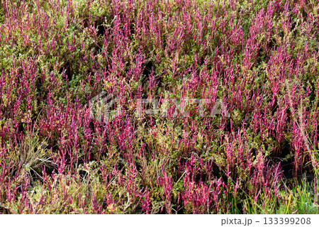 赤く紅葉した秋のサンゴ草 133399208
