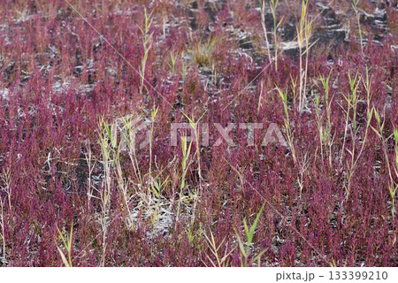 赤く紅葉した秋のサンゴ草 133399210