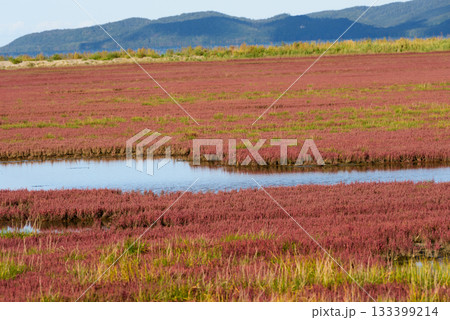 赤く紅葉した秋のサンゴ草 赤く紅葉した秋のサンゴ草 133399214