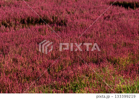 赤く紅葉した秋のサンゴ草 133399219