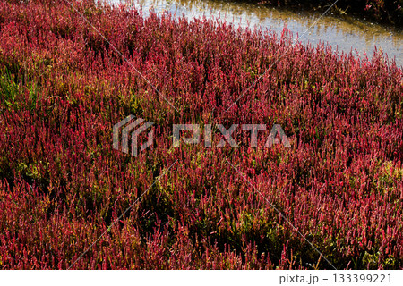 赤く紅葉した秋のサンゴ草 133399221