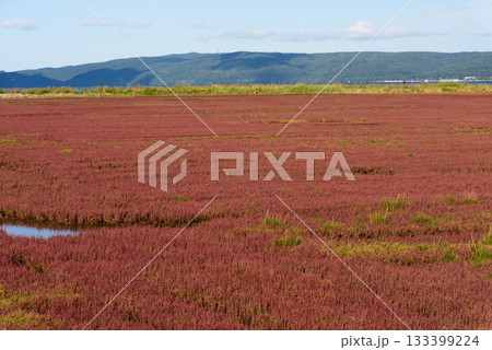 赤く紅葉した秋のサンゴ草 赤く紅葉した秋のサンゴ草 133399224