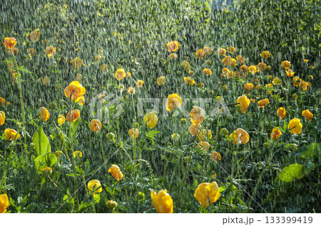 Trollius watering 133399419