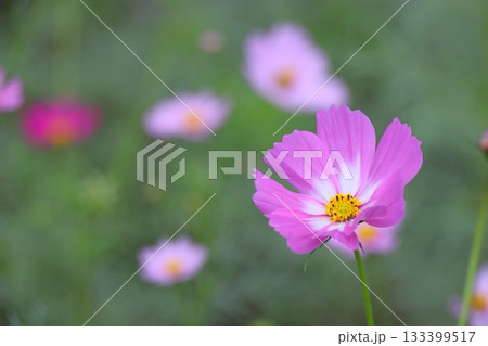 秋の花 白にピンクの縁取りのあるコスモス 秋の花 白にピンクの縁取りのあるコスモス 133399517