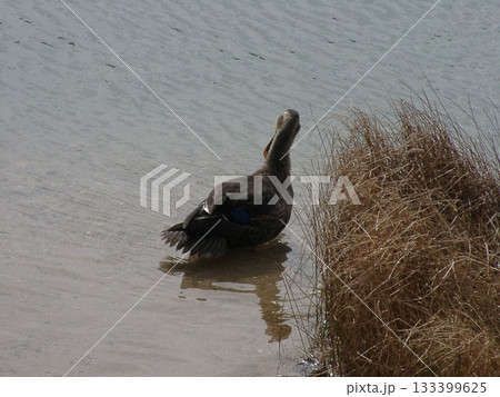 冬の川で餌を探すアオサギ 133399625