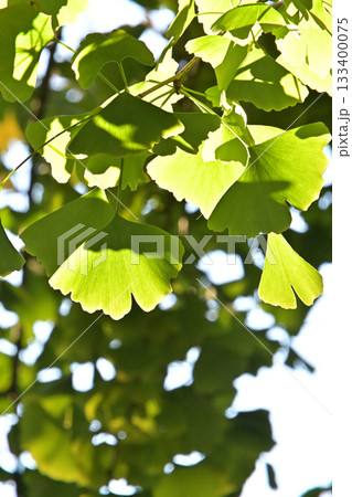 色づきを待つ銀杏の季節 133400075