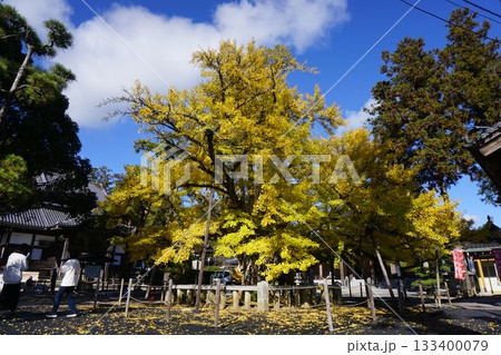 岡山県久米南町指定天然記念物:誕生寺の大イチョウ 岡山県久米南町指定天然記念物:誕生寺の大イチョウ 133400079