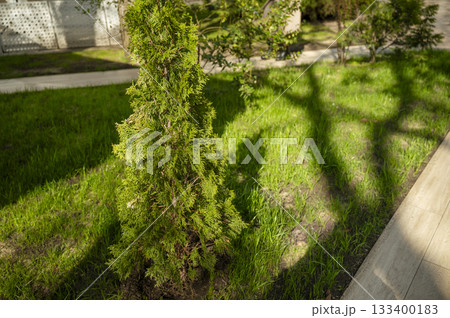 evergreen cypress bush close up growing on lawn. evergreen cypress bush close up growing on lawn. 133400183