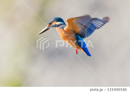 カワセミの高速羽搏きホバリング 133400586