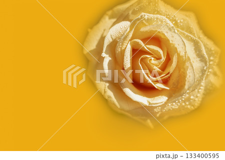 Peach rose with raindrops close-up on yellow background. Peach rose with raindrops close-up on yellow background. 133400595