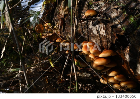 天然なめこ 133400650