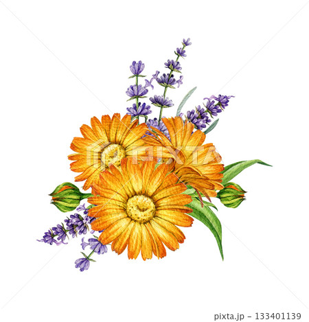 Hand drawn calendula with lavender flowers decor element watercolor illustration. Vintage style lavender stems and calendula blossoms floral decoration element isolated on white background 133401139