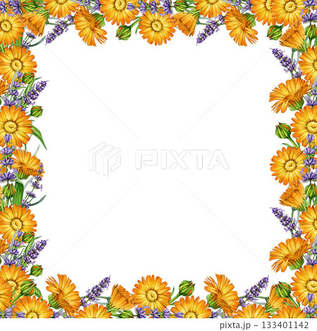 Lavender and calendula flowers square frame decor element watercolor illustration. Hand drawn fresh calendula mixed with lavender stems floral frame design isolated on white background 133401142