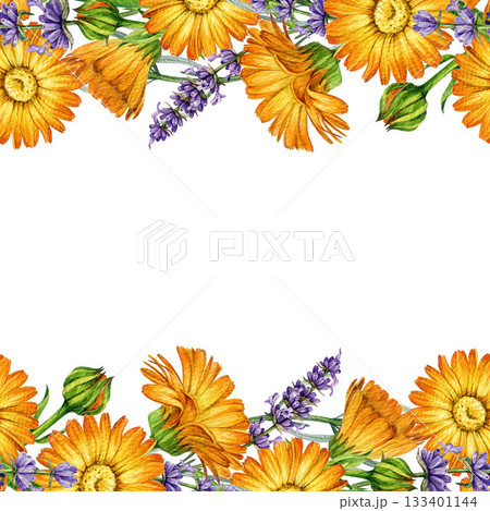 Lavender and calendula flowers seamless border decor element watercolor illustration. Hand drawn fresh calendula mixed with lavender stems floral frame isolated on white background Lavender and calendula flowers seamless border decor element watercolor illustration. Hand drawn fresh calendula mixed with lavender stems floral frame isolated on white background 133401144