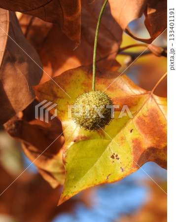アメリカスズカケノキ（別名：プラタナス）の果実 133401191