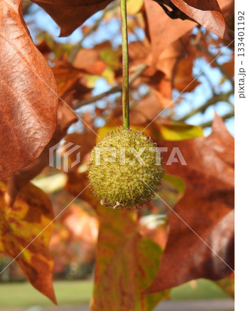 アメリカスズカケノキ（別名：プラタナス）の果実 133401192