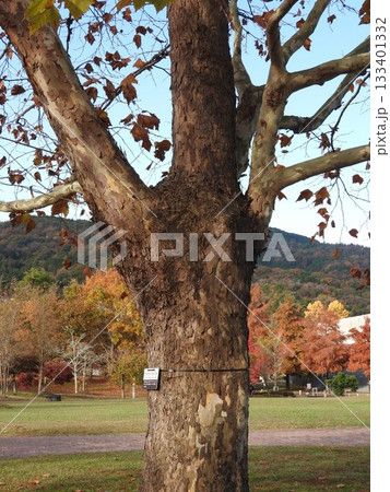 アメリカスズカケノキ（別名：プラタナス）の木肌 133401332
