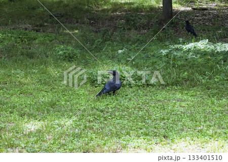 公園を散歩するカラス 公園を散歩するカラス 133401510