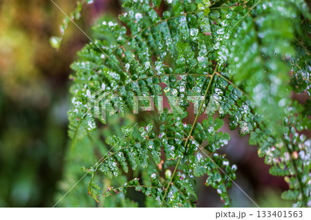 木の葉 葉 草の葉 133401563