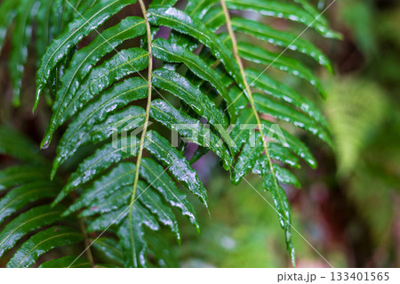 木の葉 葉 草の葉 133401565