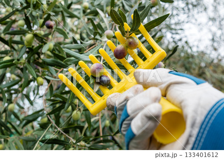 An olive grower harvests ripe olives in autumn. Agriculture. 133401612