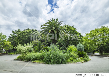 南国風の大阪の公園 133401620