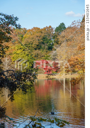 紅葉の秋 紅葉の秋 133401645