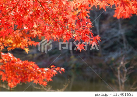 紅葉の秋 133401653