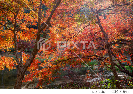 紅葉の秋 紅葉の秋 133401663