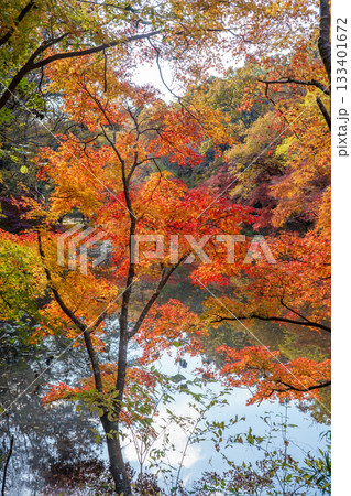 紅葉の秋 133401672