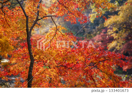 紅葉の秋 133401673