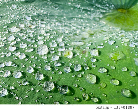 雨粒のついた蓮の葉 133401897