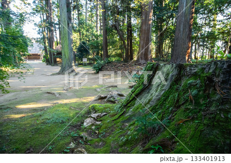 杉巨木立ち並ぶ飯高檀林跡　飯高寺朝の参道　千葉県 133401913