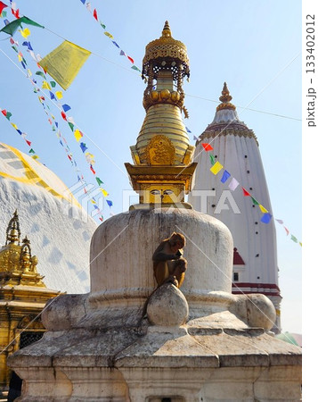 ネパール・カトマンズ・スワヤンブナートの仏塔とサルの姿 133402012