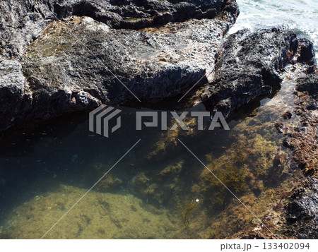 志摩半島最南端　麦埼海岸のタイドプールを泳ぐ小魚 133402094