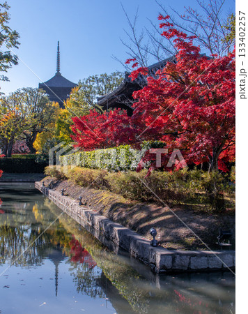 東寺の五重塔と紅葉 133402257