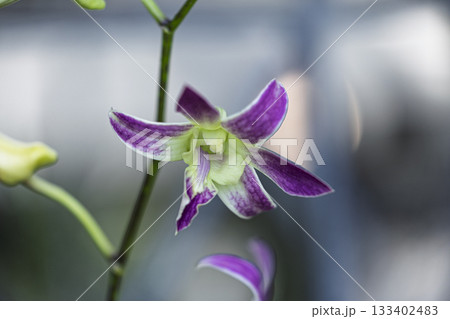 美しい蘭の花 美しい蘭の花 133402483