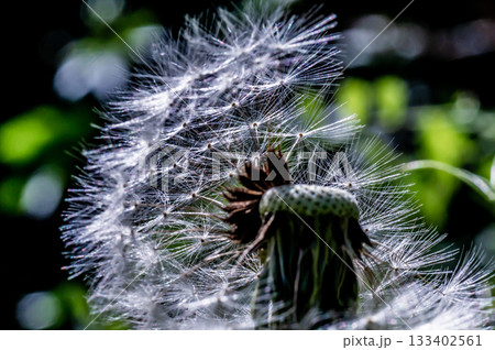 春の日差しとたんぽぽの綿毛 133402561