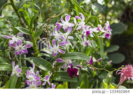 薄紫色の花を咲かせたランを撮影した写真 薄紫色の花を咲かせたランを撮影した写真 133402864
