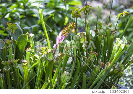 群生した食虫植物　サラセニア 133402865