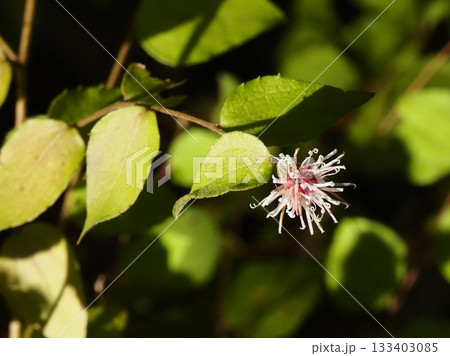 秋の日に染まるコウヤボウキ 133403085