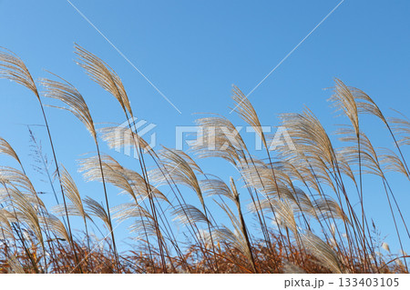 青空に映えるススキ 133403105