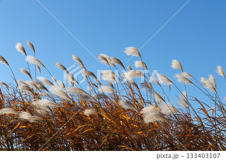 青空に映えるススキ 133403107