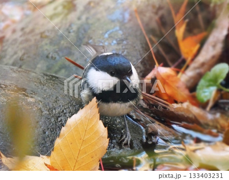 落ち葉が積もった小川で水を飲むヤマガラ 133403231