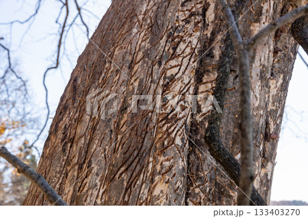柿の幹の熊の爪痕 133403270